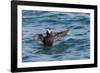 Alaska, Glacier Bay National Park. Tufted Puffin in Water-Jaynes Gallery-Framed Photographic Print