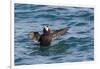 Alaska, Glacier Bay National Park. Tufted Puffin in Water-Jaynes Gallery-Framed Photographic Print