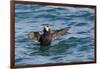 Alaska, Glacier Bay National Park. Tufted Puffin in Water-Jaynes Gallery-Framed Photographic Print