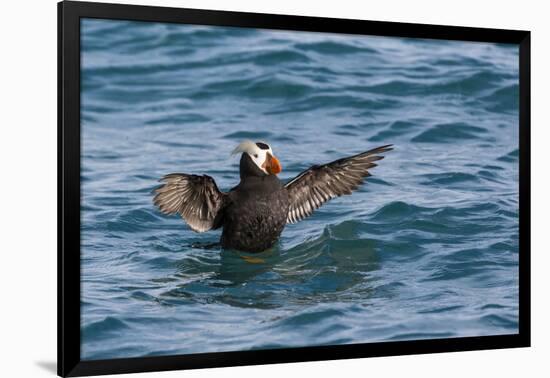 Alaska, Glacier Bay National Park. Tufted Puffin in Water-Jaynes Gallery-Framed Photographic Print