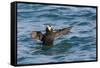 Alaska, Glacier Bay National Park. Tufted Puffin in Water-Jaynes Gallery-Framed Stretched Canvas