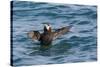 Alaska, Glacier Bay National Park. Tufted Puffin in Water-Jaynes Gallery-Stretched Canvas