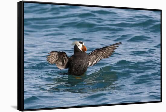 Alaska, Glacier Bay National Park. Tufted Puffin in Water-Jaynes Gallery-Framed Stretched Canvas