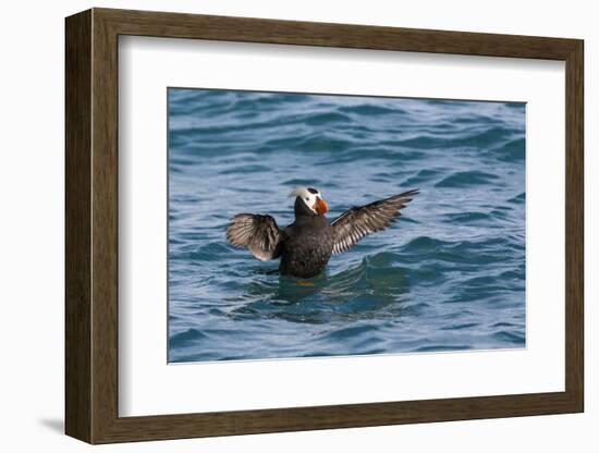Alaska, Glacier Bay National Park. Tufted Puffin in Water-Jaynes Gallery-Framed Photographic Print