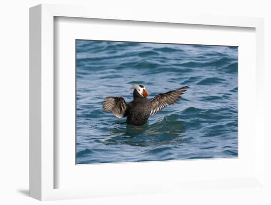 Alaska, Glacier Bay National Park. Tufted Puffin in Water-Jaynes Gallery-Framed Photographic Print