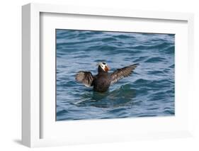 Alaska, Glacier Bay National Park. Tufted Puffin in Water-Jaynes Gallery-Framed Photographic Print