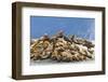 Alaska, Glacier Bay. Stellar sea lions hauled out to warm up on rocks.-Brenda Tharp-Framed Photographic Print