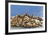 Alaska, Glacier Bay. Stellar sea lions hauled out to warm up on rocks.-Brenda Tharp-Framed Photographic Print