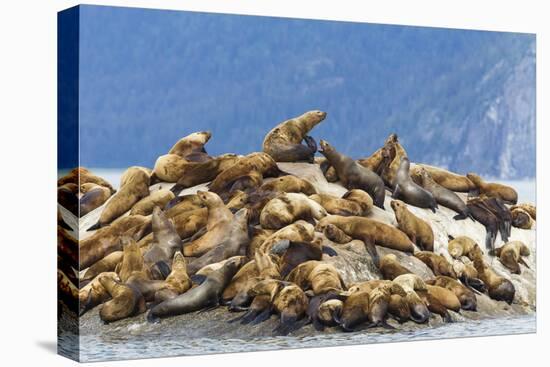 Alaska, Glacier Bay. Stellar sea lions hauled out to warm up on rocks.-Brenda Tharp-Stretched Canvas