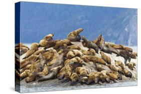 Alaska, Glacier Bay. Stellar sea lions hauled out to warm up on rocks.-Brenda Tharp-Stretched Canvas