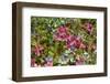 Alaska, Hatchers Pass. Bunch Berry and Low-Bush Blueberry-Savanah Stewart-Framed Photographic Print