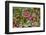 Alaska, Hatchers Pass. Bunch Berry and Low-Bush Blueberry-Savanah Stewart-Framed Photographic Print