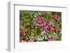 Alaska, Hatchers Pass. Bunch Berry and Low-Bush Blueberry-Savanah Stewart-Framed Photographic Print