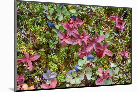 Alaska, Hatchers Pass. Bunch Berry and Low-Bush Blueberry-Savanah Stewart-Mounted Photographic Print