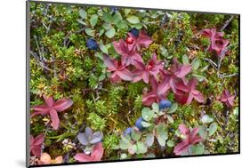 Alaska, Hatchers Pass. Bunch Berry and Low-Bush Blueberry-Savanah Stewart-Mounted Photographic Print