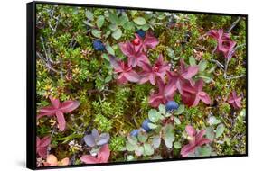 Alaska, Hatchers Pass. Bunch Berry and Low-Bush Blueberry-Savanah Stewart-Framed Stretched Canvas