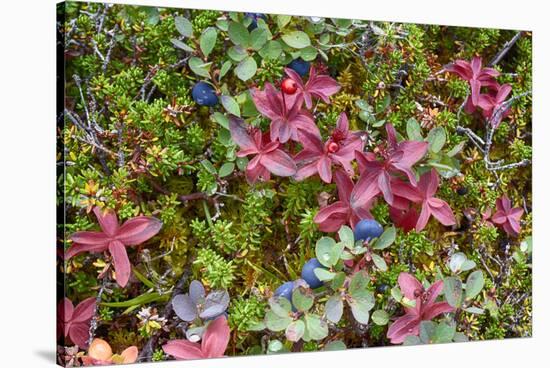 Alaska, Hatchers Pass. Bunch Berry and Low-Bush Blueberry-Savanah Stewart-Stretched Canvas