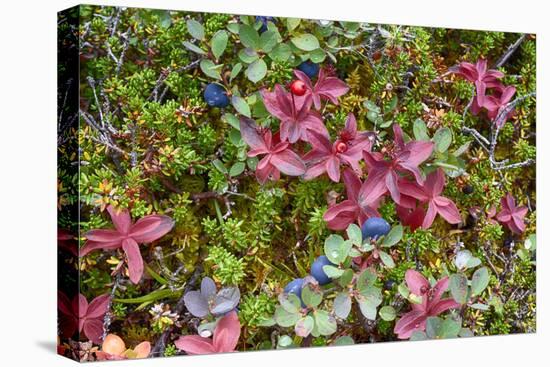 Alaska, Hatchers Pass. Bunch Berry and Low-Bush Blueberry-Savanah Stewart-Stretched Canvas