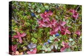 Alaska, Hatchers Pass. Bunch Berry and Low-Bush Blueberry-Savanah Stewart-Stretched Canvas