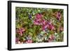 Alaska, Hatchers Pass. Bunch Berry and Low-Bush Blueberry-Savanah Stewart-Framed Photographic Print