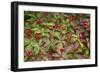 Alaska, Hatchers Pass, Bunch Berry-Savanah Stewart-Framed Photographic Print