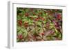 Alaska, Hatchers Pass, Bunch Berry-Savanah Stewart-Framed Photographic Print