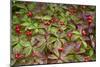 Alaska, Hatchers Pass, Bunch Berry-Savanah Stewart-Mounted Photographic Print