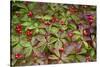 Alaska, Hatchers Pass, Bunch Berry-Savanah Stewart-Stretched Canvas