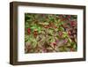 Alaska, Hatchers Pass, Bunch Berry-Savanah Stewart-Framed Photographic Print