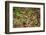 Alaska, Hatchers Pass, Bunch Berry-Savanah Stewart-Framed Photographic Print