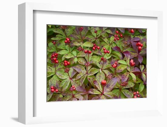 Alaska, Hatchers Pass, Bunch Berry-Savanah Stewart-Framed Photographic Print