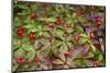 Alaska, Hatchers Pass, Bunch Berry-Savanah Stewart-Mounted Photographic Print