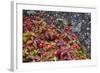 Alaska, Hatchers Pass, Bunch Berry-Savanah Stewart-Framed Photographic Print