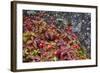 Alaska, Hatchers Pass, Bunch Berry-Savanah Stewart-Framed Photographic Print