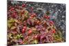 Alaska, Hatchers Pass, Bunch Berry-Savanah Stewart-Mounted Photographic Print