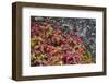 Alaska, Hatchers Pass, Bunch Berry-Savanah Stewart-Framed Photographic Print