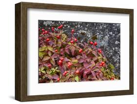 Alaska, Hatchers Pass, Bunch Berry-Savanah Stewart-Framed Photographic Print