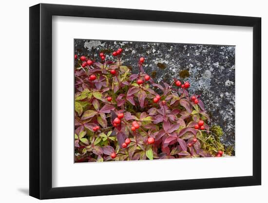 Alaska, Hatchers Pass, Bunch Berry-Savanah Stewart-Framed Photographic Print