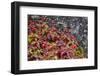 Alaska, Hatchers Pass, Bunch Berry-Savanah Stewart-Framed Photographic Print