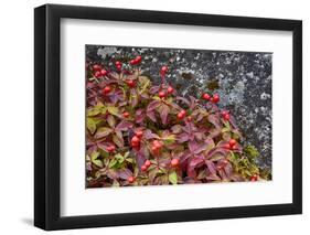 Alaska, Hatchers Pass, Bunch Berry-Savanah Stewart-Framed Photographic Print