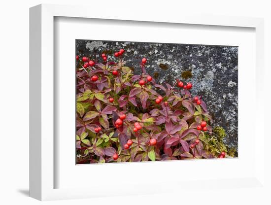 Alaska, Hatchers Pass, Bunch Berry-Savanah Stewart-Framed Photographic Print