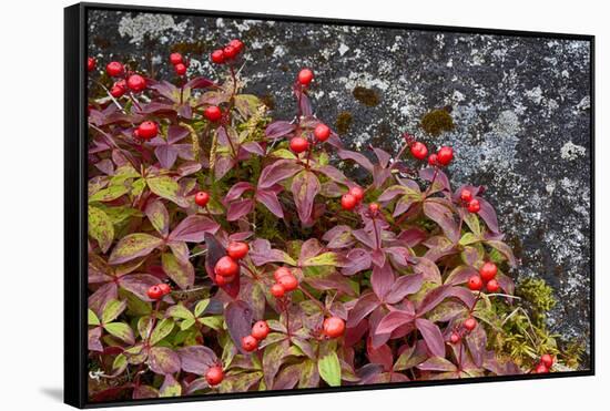 Alaska, Hatchers Pass, Bunch Berry-Savanah Stewart-Framed Stretched Canvas