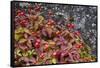 Alaska, Hatchers Pass, Bunch Berry-Savanah Stewart-Framed Stretched Canvas