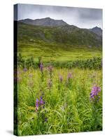 Alaska, Hatchers Pass, Fireweed in Bloom-Savanah Stewart-Stretched Canvas