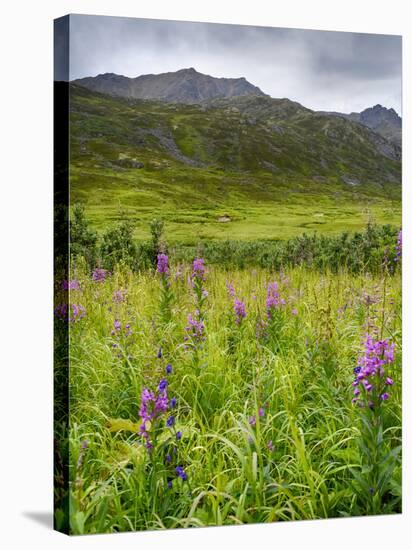 Alaska, Hatchers Pass, Fireweed in Bloom-Savanah Stewart-Stretched Canvas