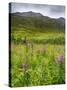 Alaska, Hatchers Pass, Fireweed in Bloom-Savanah Stewart-Stretched Canvas