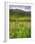 Alaska, Hatchers Pass, Fireweed in Bloom-Savanah Stewart-Framed Photographic Print