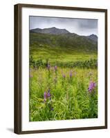 Alaska, Hatchers Pass, Fireweed in Bloom-Savanah Stewart-Framed Photographic Print