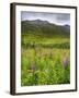 Alaska, Hatchers Pass, Fireweed in Bloom-Savanah Stewart-Framed Photographic Print