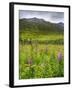 Alaska, Hatchers Pass, Fireweed in Bloom-Savanah Stewart-Framed Photographic Print